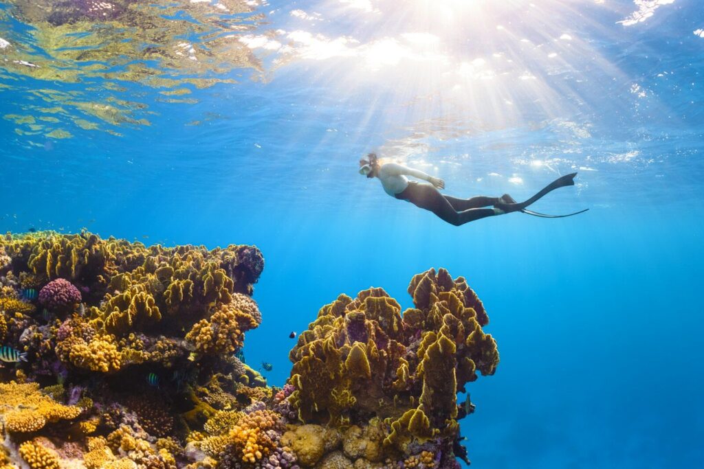 Duikinfo is hét platform voor duikers in Nederland en België 4 een persoon die zwemt in het water nabij een koraalrif